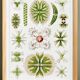 Poster about microscopic algae, based on an old lithograph