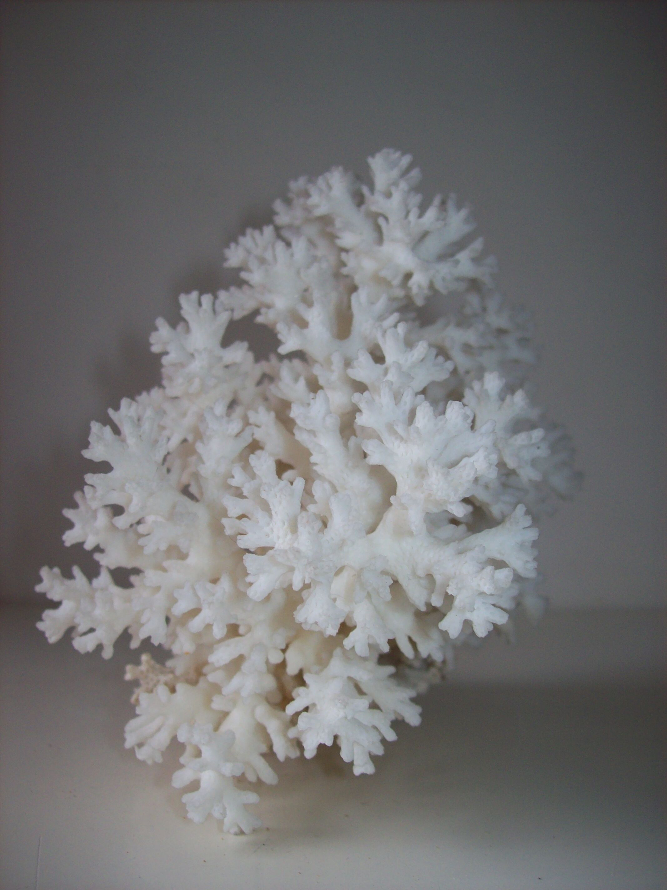 Coral