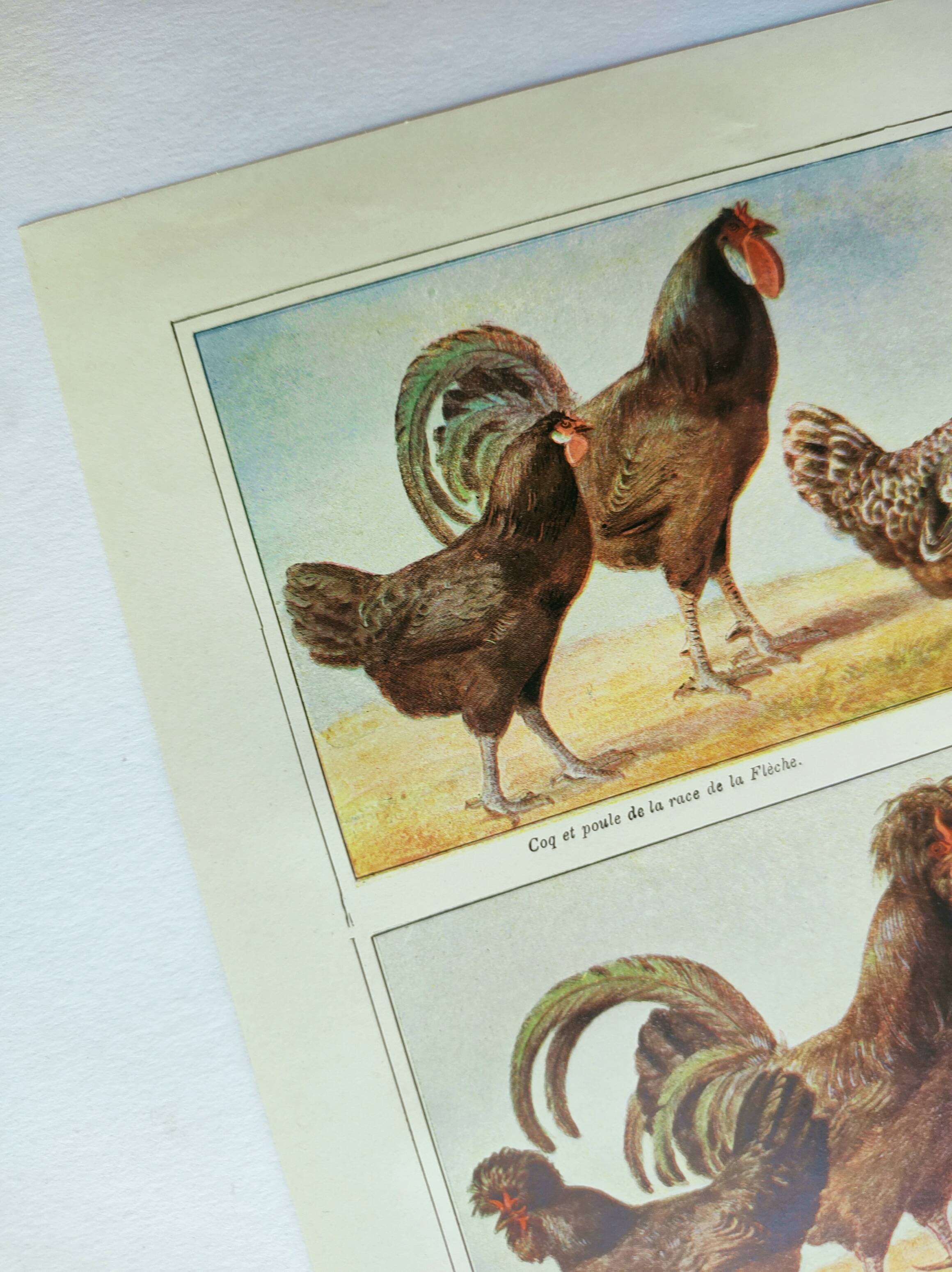 Antique engraving from 1920 - Hens and roosters 1 - Original plate by A. Millot