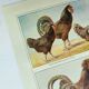 Antique engraving from 1920 - Hens and roosters 1 - Original plate by A. Millot
