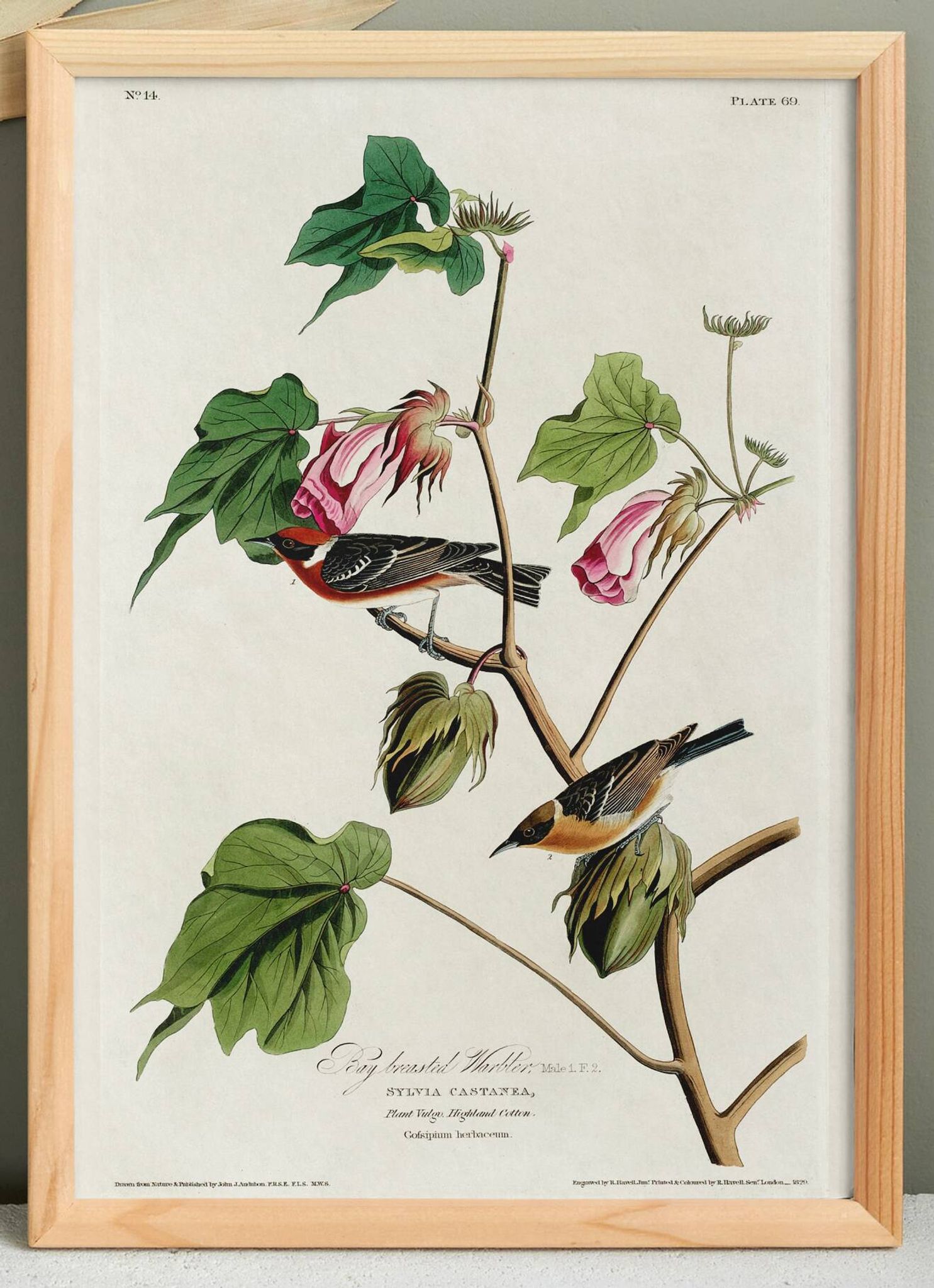Affiche sur le Traquet fauve, d’après une gravure ancienne de 1827.
