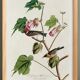 Poster about the Western Wheatear, based on an old engraving from 1827.