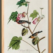 Affiche sur le Traquet fauve, d’après une gravure ancienne de 1827.