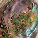 Coquille d'abalone coquille de nacre