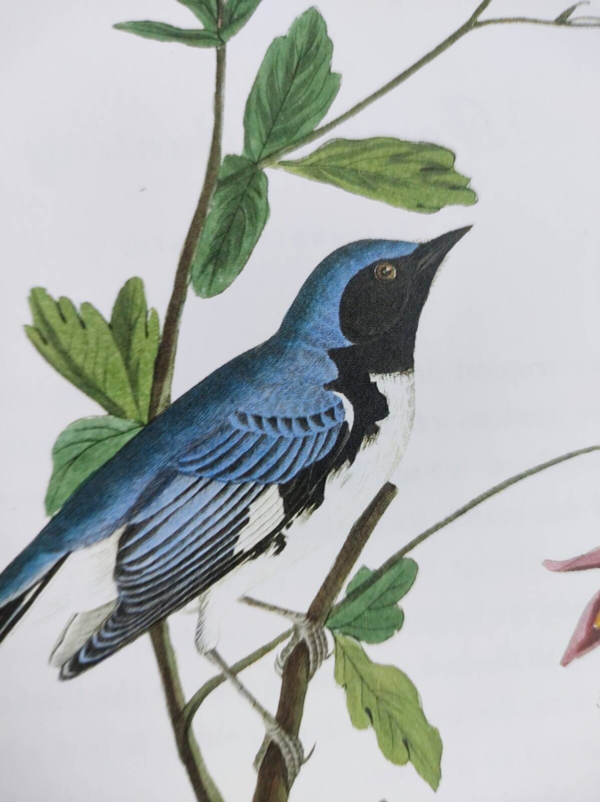 Planche oiseaux de J.J. Audubon - Paruline - de 1978. Illustration zoologique et ornitologique