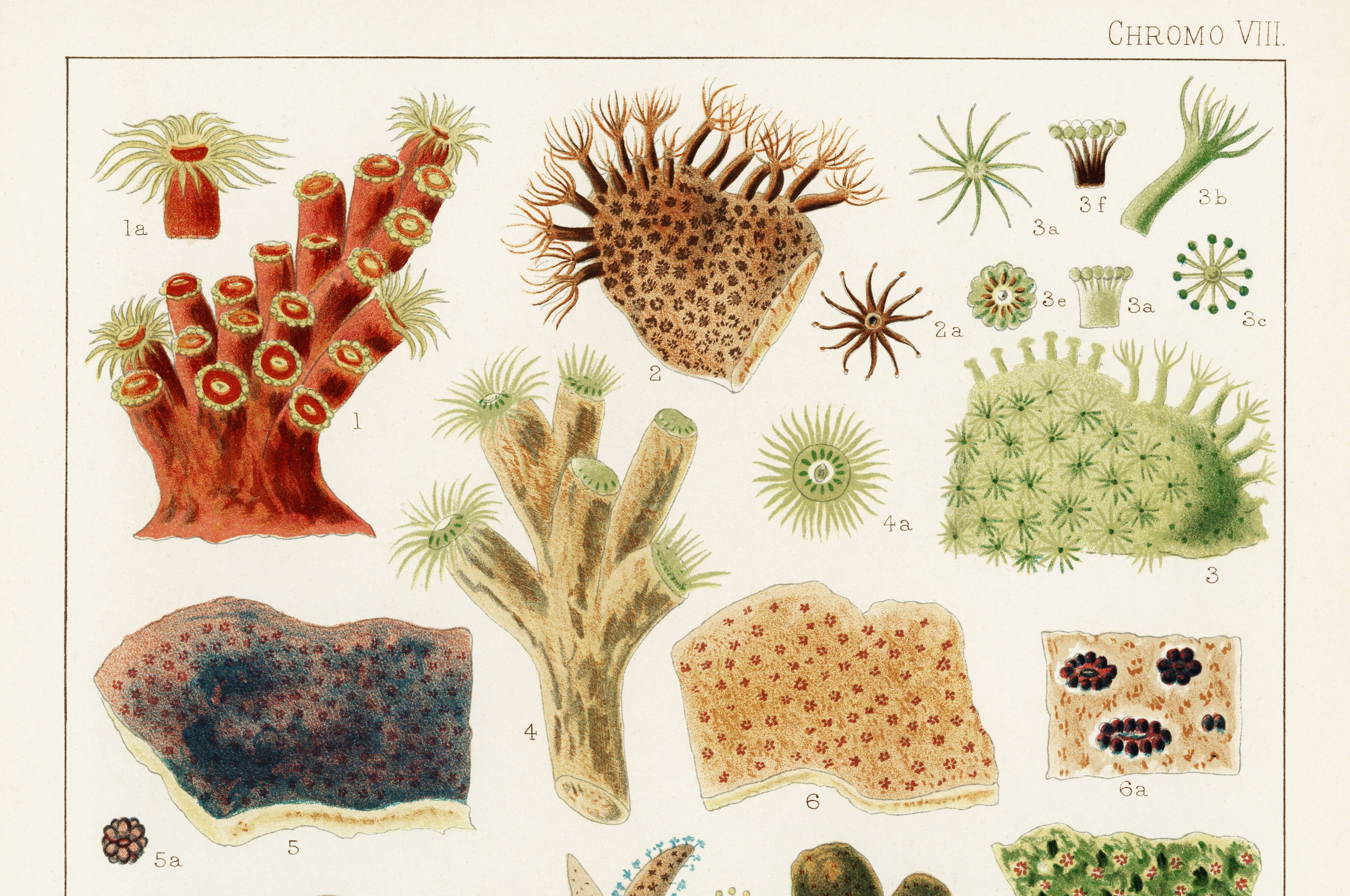 Affiche sur les coraux de la Grande Barrière de Corail, 1893