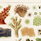 Affiche sur les coraux de la Grande Barrière de Corail, 1893