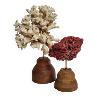 Set of two antique corals on turned wooden base, 20 cm