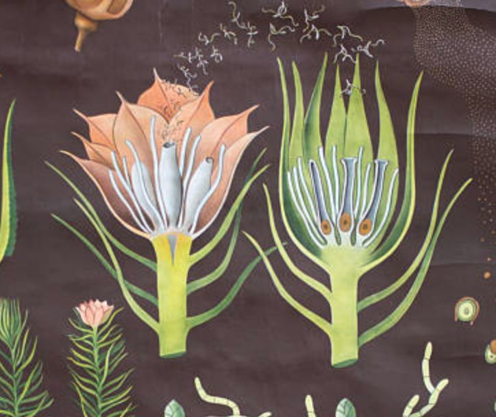 Jung-Koch-Quentell poster "Polytrichum" common Haarmoos 1959