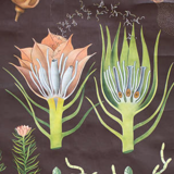 Affiche de Jung-Koch-Quentell "Polytrichum commune" Haarmoos 1959