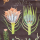 Jung-Koch-Quentell poster "Polytrichum" common Haarmoos 1959