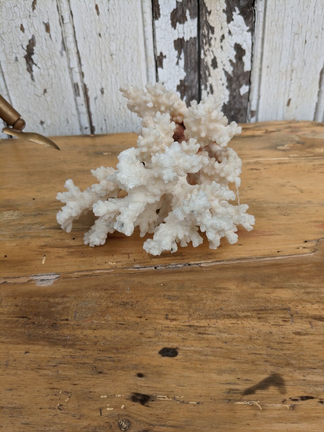 Real coral of the 70s