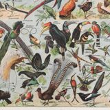 Zoological poster Birds - Vintage print 1912