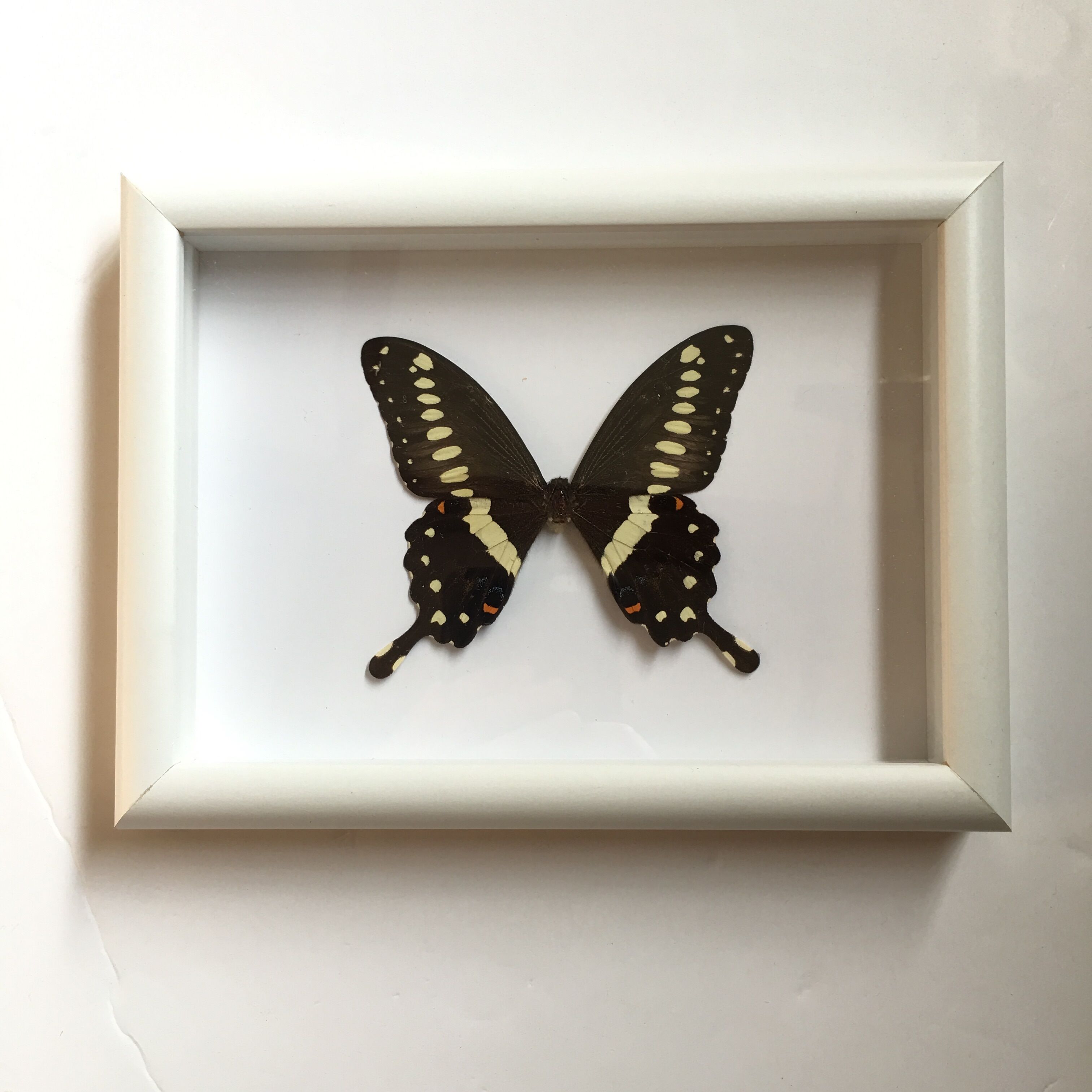 Butterfly naturalized under framework