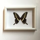 Butterfly naturalized under framework