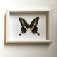 Butterfly naturalized under framework