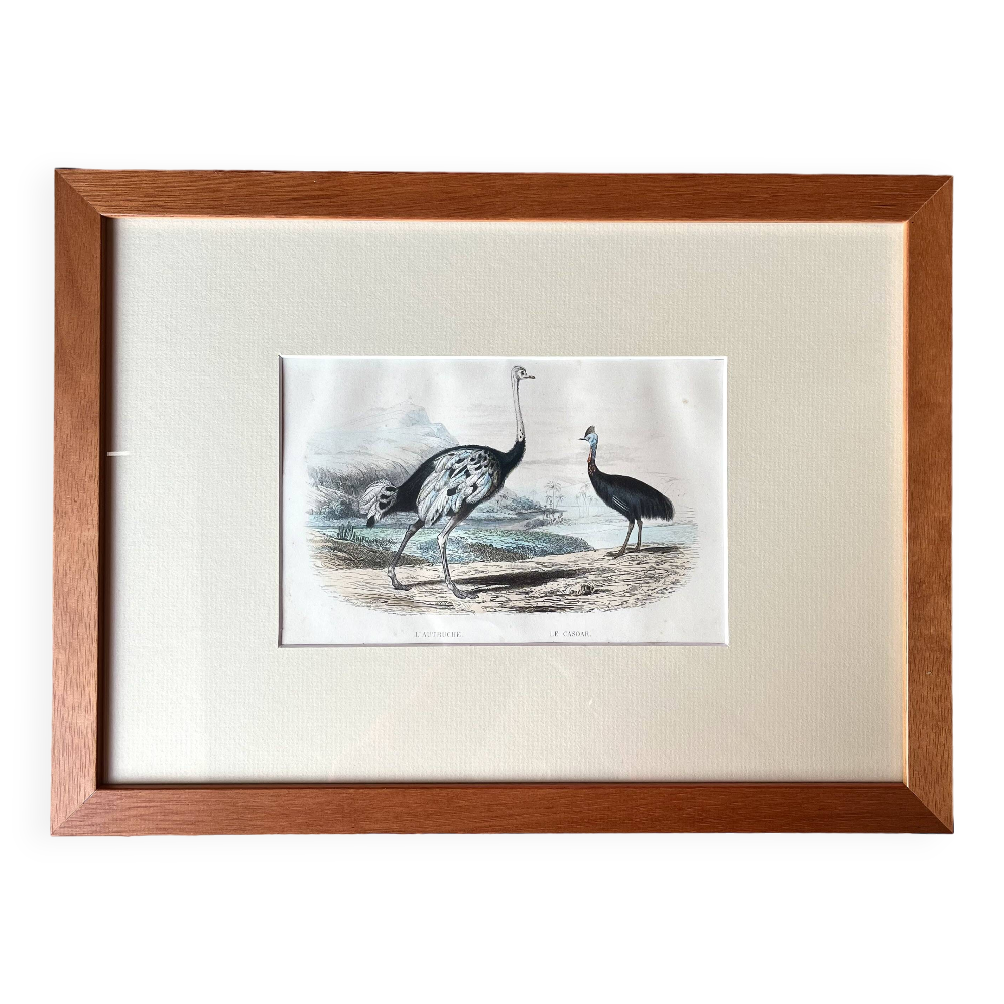 Ornithological plate "Ostrich & Cassowary" by Buffon