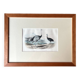 Ornithological plate "Ostrich & Cassowary" by Buffon