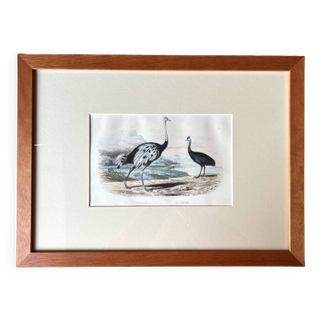 Ornithological plate "Ostrich & Cassowary" by Buffon