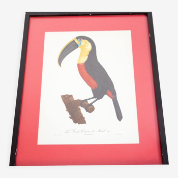 Gravure toucan du Brésil numéro 7 Jacques Barraband