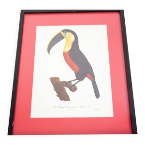 Gravure toucan du Brésil - jacques