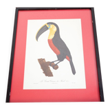 Engraving The great Toucan of Brazil number 7 Jacques Barraband