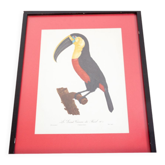 Engraving The great Toucan of Brazil number 7 Jacques Barraband