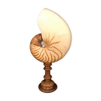 Cabinet of curiosities giant ancient nautilus on base turned wood shell