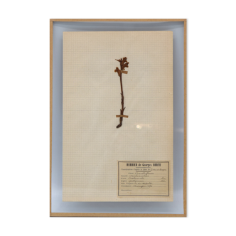 George Bert Herbarium