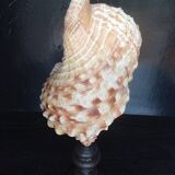 Cabinet of Curiosities 49cm Fasciolaria Shell on base