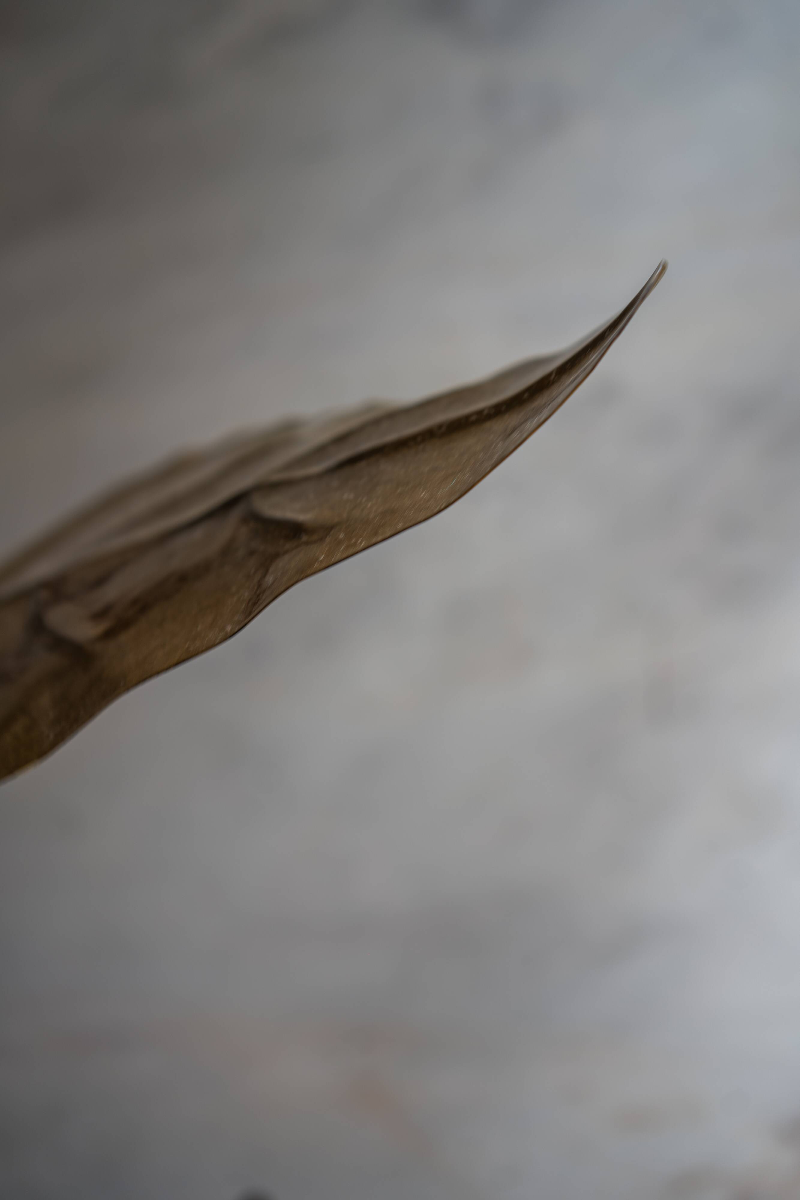 Rhubarb leaf brass floor lamp, Italy, 1970s