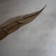 Rhubarb leaf brass floor lamp, Italy, 1970s