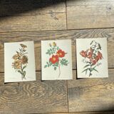 Set of 3 antique rose and flower engravings
