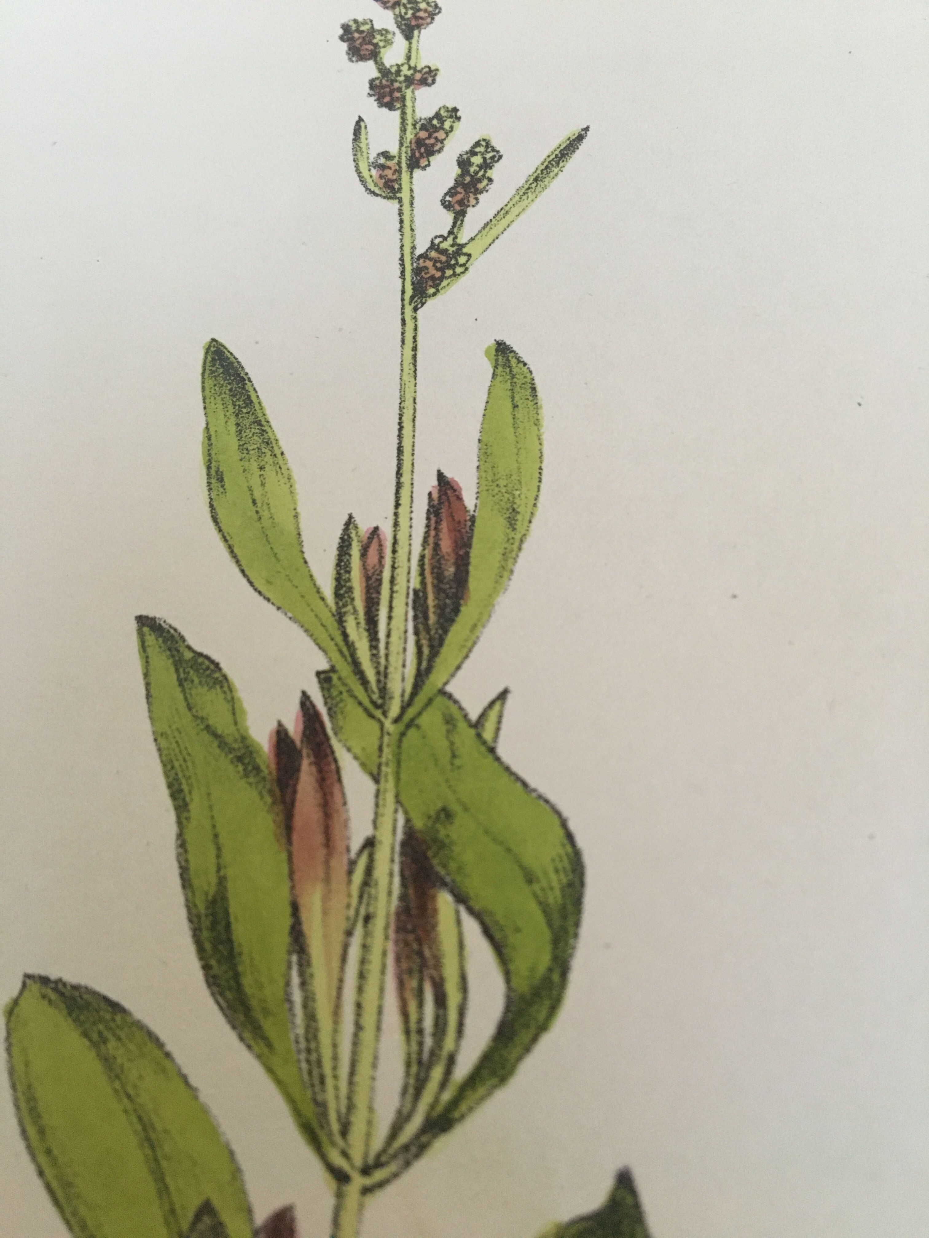 Botanical plank, 1880