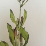 Botanical plank, 1880