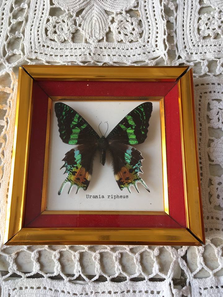 Framework of madagascar urania ripheus butterfly