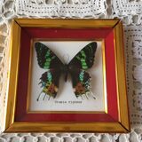 Framework of madagascar urania ripheus butterfly