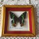 Framework of madagascar urania ripheus butterfly