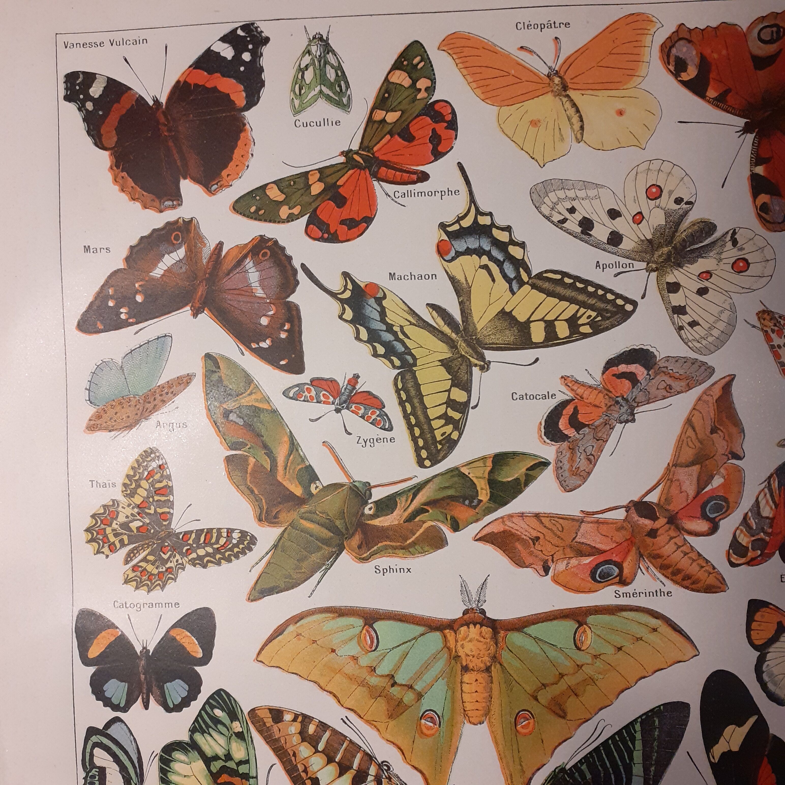 Lithograph on butterflies from 1922