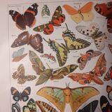 Lithograph on butterflies from 1922