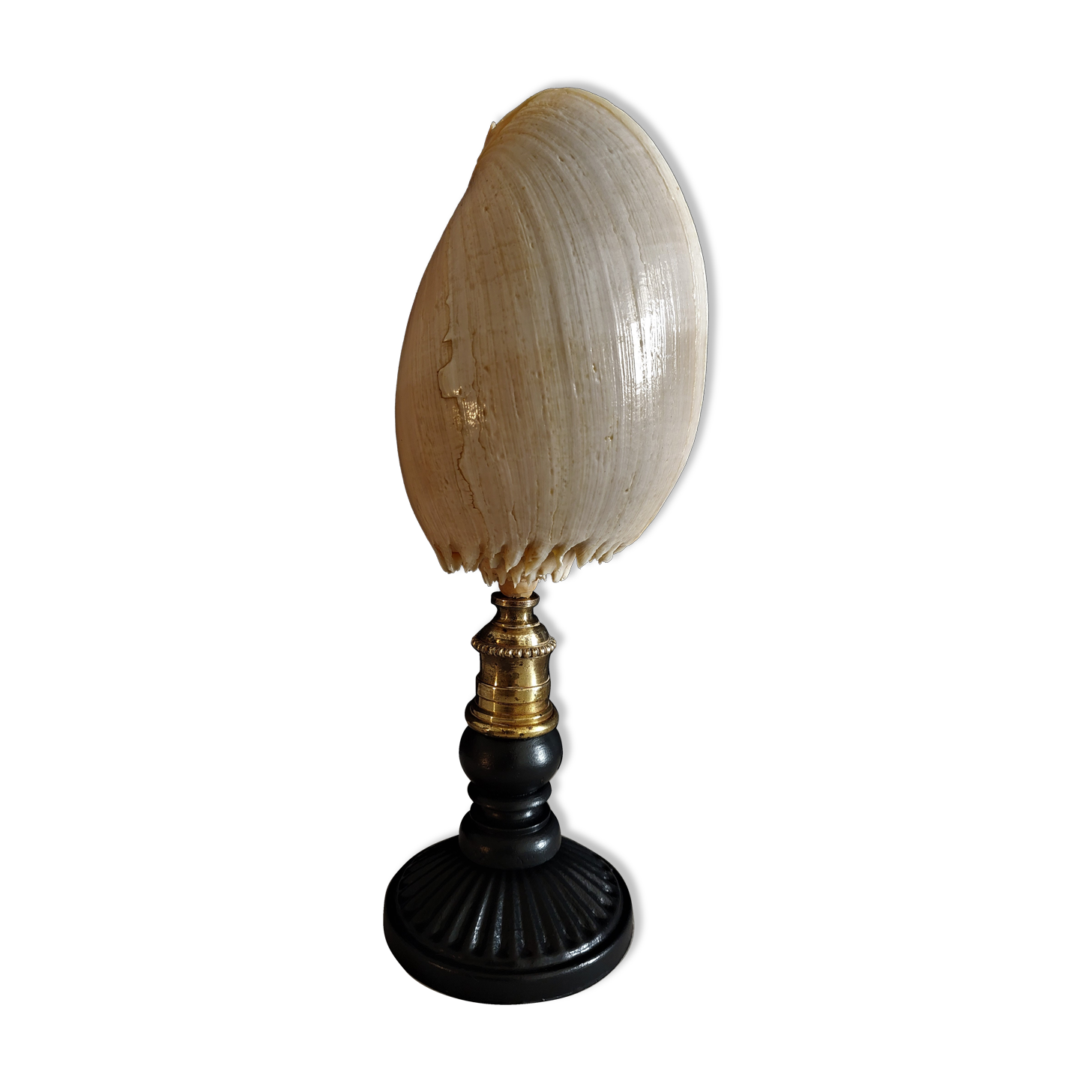 Cabinet of Curiosities shell melo broderipii on base
