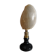 Cabinet of Curiosities shell melo broderipii on base