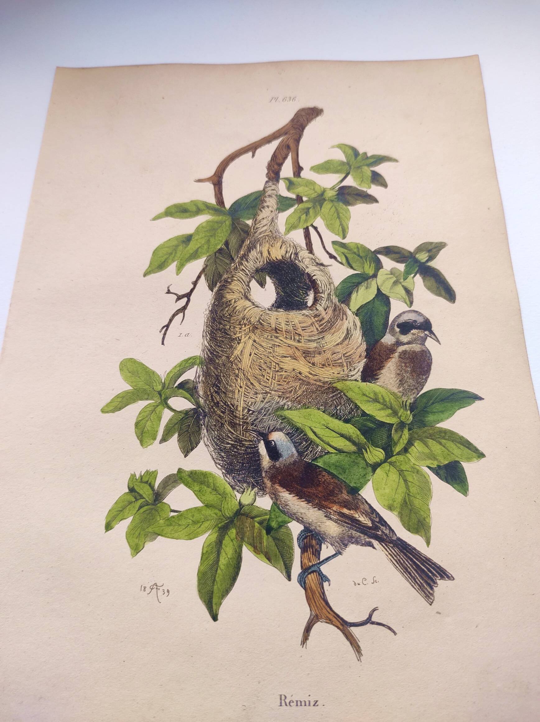 Original Engraving from 1839 -Remiz- Old hand-colored plate ornithology and birds