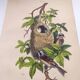 Original Engraving from 1839 -Remiz- Old hand-colored plate ornithology and birds
