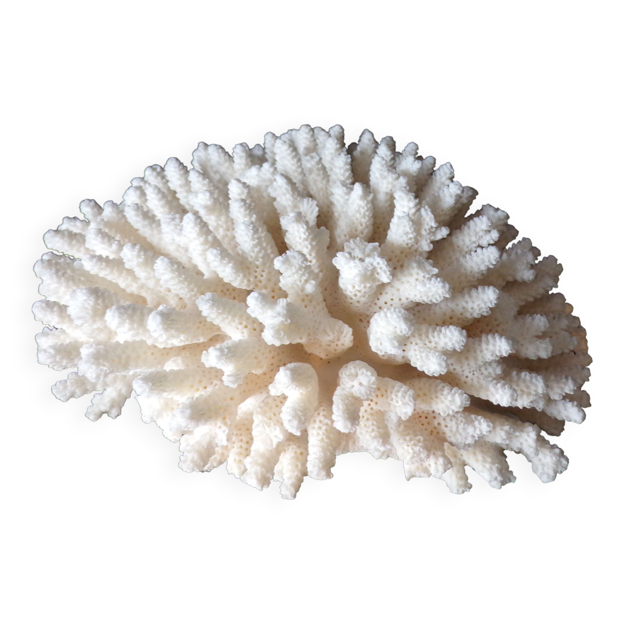 White coral