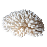 White coral