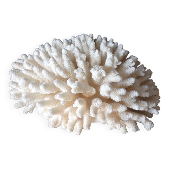 White coral