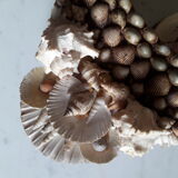 Mirror shells old