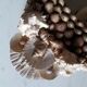 Mirror shells old