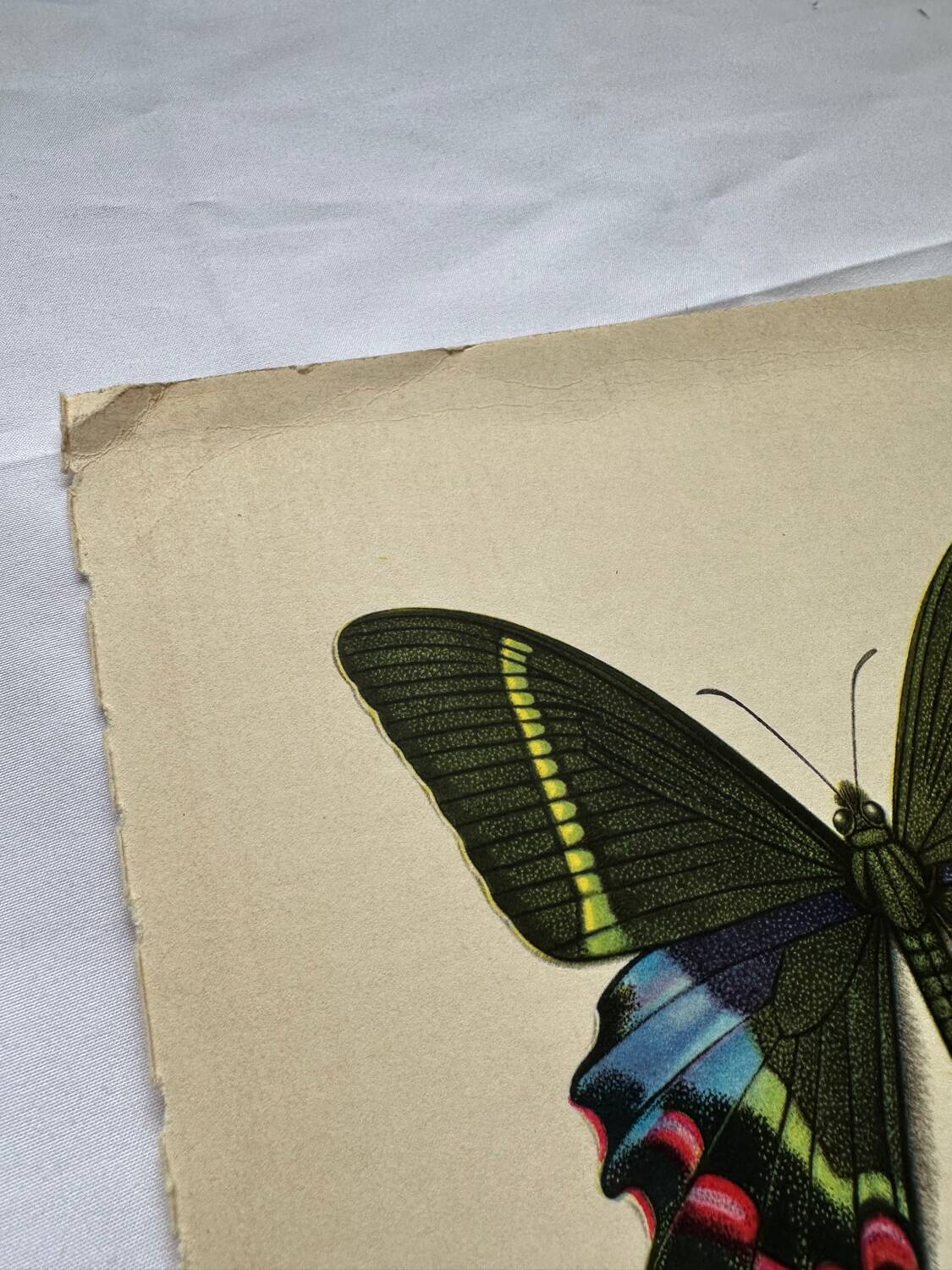 Gravure papillon déco vintage planche botanique naturaliste